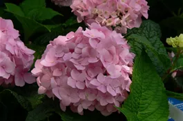 Ballhortensie 'Endless Summer'® rosa - Hydrangea macr. 'Endless Summer'® rosa