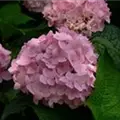 Rosa Blüten Ballhortensie 'Endless Summer'