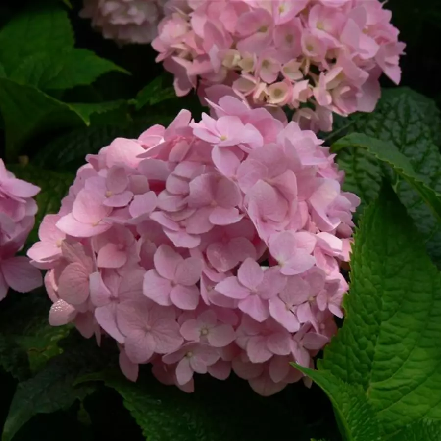 Rosa Blüten Ballhortensie 'Endless Summer'