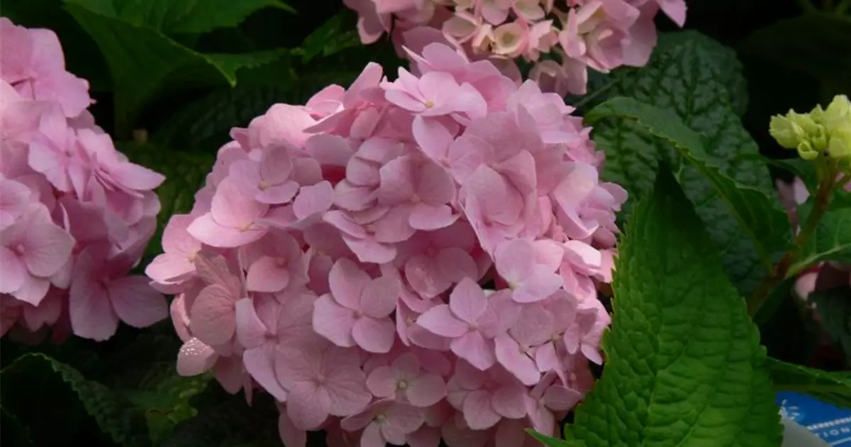 Hydrangea macr. 'Endless Summer'® rosa