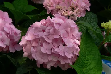 Hydrangea macr. 'Endless Summer'® rosa