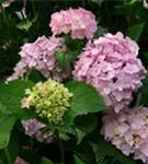 Rosa Ballhortensie 'Endless Summer'