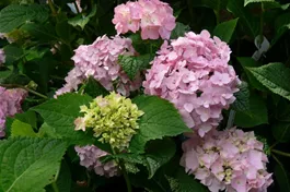 Ballhortensie 'Endless Summer'® rosa - Hydrangea macr. 'Endless Summer'® rosa