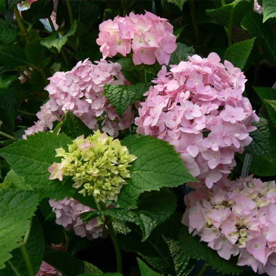 Rosa Ballhortensie 'Endless Summer'