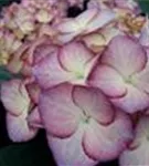 Nahaufnahme helle Blüte Bauernhortensie adula lila Nahaufnahme helle Blüte Bauernhortensie adula lila