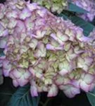 Nahaufnahme helle Blüte Bauernhortensie adula lila