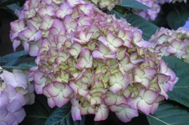 Bauernhortensie 'Adula' lila - Hydrangea macrophylla 'Adula' lila