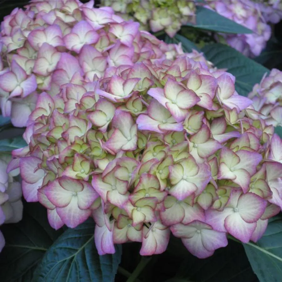 Nahaufnahme helle Blüte Bauernhortensie adula lila