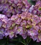 Lila Blüten Bauernhortensie adula lila