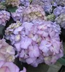 Kleiner Blütenball Bauernhortensie adula lila Kleiner Blütenball Bauernhortensie adula lila