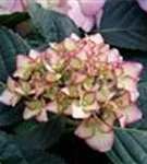 Blütenball Bauernhortensie adula lila Blütenball Bauernhortensie adula lila