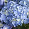 Blütenbälle Bauernhortensie 'Bela' blau