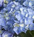 Blütenbälle Bauernhortensie 'Bela' blau