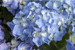 Bauernhortensie 'Bela' blau - Hydrangea macrophylla 'Bela' blau