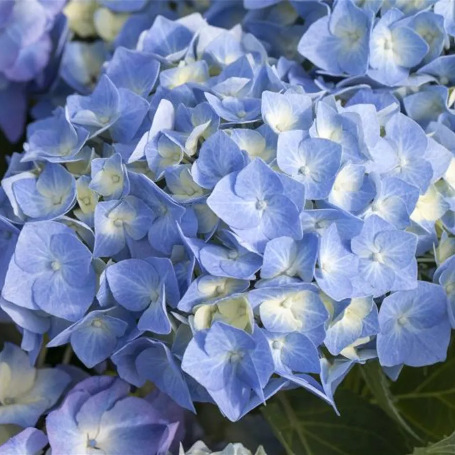 Blütenbälle Bauernhortensie 'Bela' blau