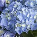Blütenbälle Bauernhortensie 'Bela' blau