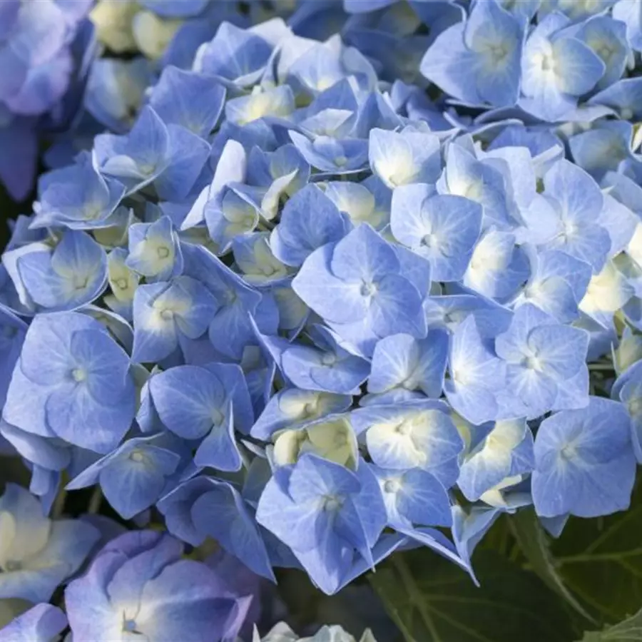 Blütenbälle Bauernhortensie 'Bela' blau