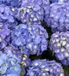 Blaue Blütenbälle Bauernhortensie 'Bela' blau