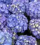Blaue Blütenbälle Bauernhortensie 'Bela' blau