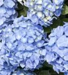 Nahaufnahme Blütenball Bauernhortensie 'Bela' blau
