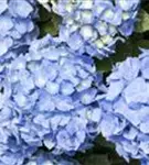 Nahaufnahme Blütenball Bauernhortensie 'Bela' blau