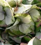 Nahaufnahme blühende Bauernhortensie 'Bela' blau