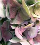 Blütenbälle einer Bauernhortensie 'Bela' blau 