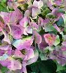 Bauernhortensie 'Bela' blau Blüten im Schatten