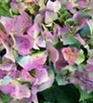 Bauernhortensie 'Bela' blau Blüten im Schatten