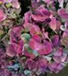 Helle Blüten einer Bauernhortensie 'Bela' blau