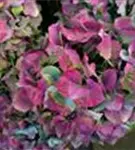 Helle Blüten einer Bauernhortensie 'Bela' blau