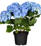 Nahaufnahme helle Blüten Bauernhortensie 'Bela' blau