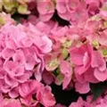 Blüten Bauernhortensie 'Bela' rosa