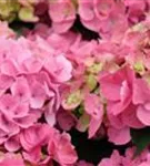 Blüten Bauernhortensie 'Bela' rosa