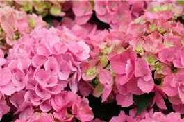 Bauernhortensie 'Bela' rosa - Hydrangea macrophylla 'Bela' rosa