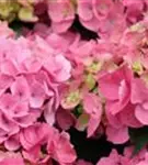 Blüten Bauernhortensie 'Bela' rosa