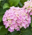 Nahaufnahme Blüten Bauernhortensie 'Bela' rosa