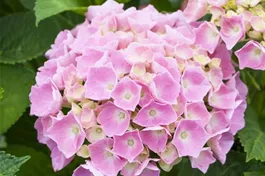 Bauernhortensie 'Bela' rosa - Hydrangea macrophylla 'Bela' rosa