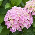 Nahaufnahme Blüten Bauernhortensie 'Bela' rosa