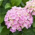 Nahaufnahme Blüten Bauernhortensie 'Bela' rosa