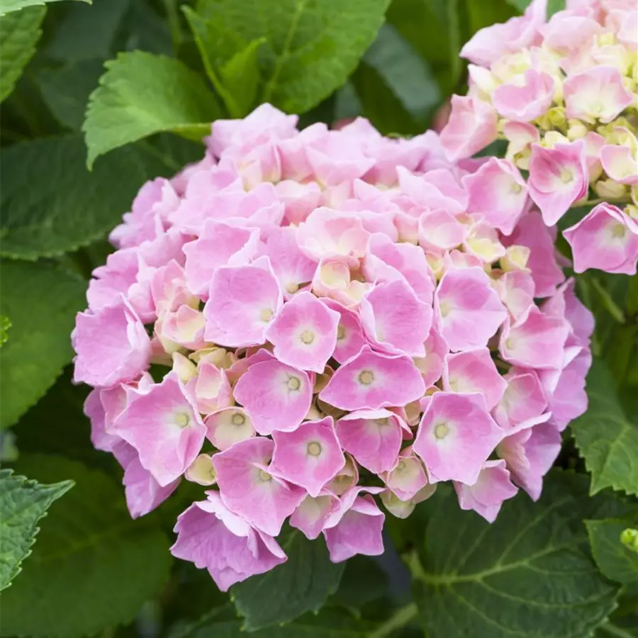 Nahaufnahme Blüten Bauernhortensie 'Bela' rosa