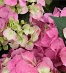 Nahaufnahme Blütenball Bauernhortensie 'Bela' rosa