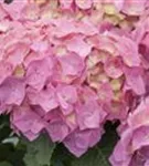 Blütenbälle Bauernhortensie 'Bela' rosa