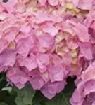 Blütenbälle Bauernhortensie 'Bela' rosa