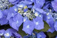 Hydrangea macrophylla 'Blaumeise'