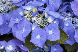 Tellerhortensie 'Blaumeise' - Hydrangea macrophylla 'Blaumeise'
