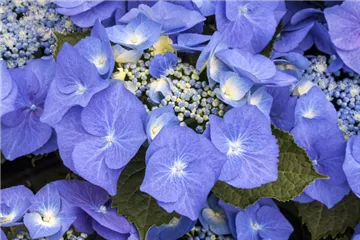 Hydrangea macrophylla 'Blaumeise'