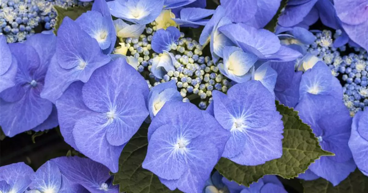 Hydrangea macrophylla 'Blaumeise'