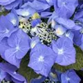 Nahaufnahme Tellerhortensie Blaumeise