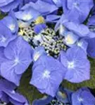 Nahaufnahme Tellerhortensie Blaumeise